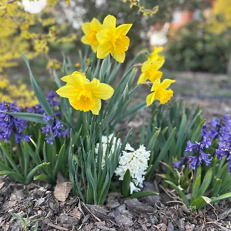 Sielanka Dom Caloroczny